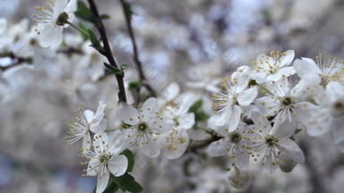 特写镜头白色花摇摆风樱桃树樱桃树分支盛开的
